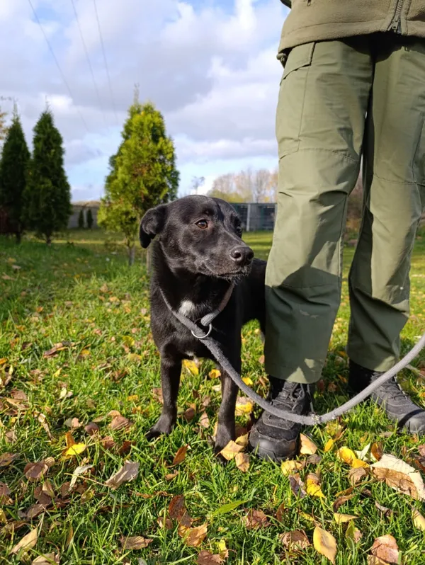 Pies do adopcji, Bełchatów, 30 września 2025 (3/5)