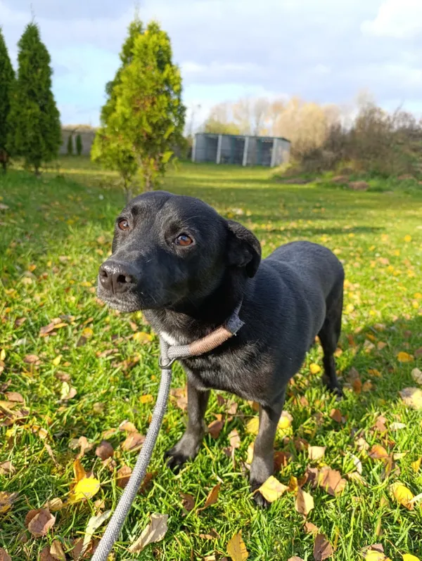 Pies do adopcji, Bełchatów, 30 września 2025 (4/5)