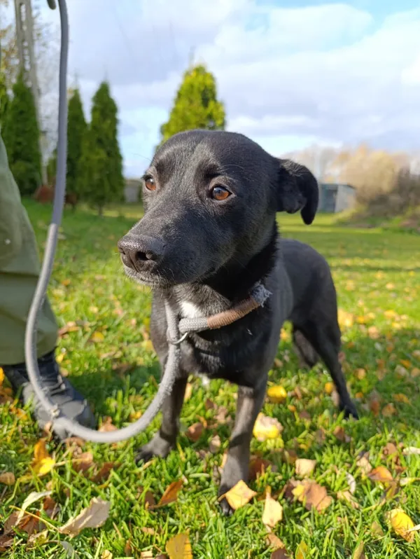 Pies do adopcji, Bełchatów, 30 września 2025 (5/5)