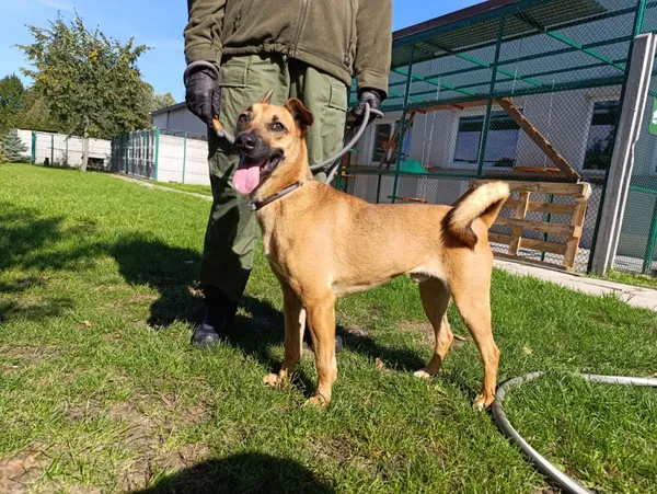 Pies do adopcji, Bełchatów, 19 kwietnia 2023 (1/5)