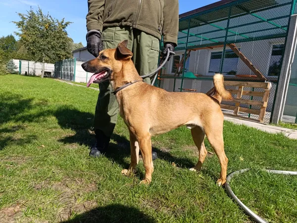 Pies do adopcji, Bełchatów, 19 kwietnia 2023 (2/5)