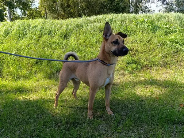 Pies do adopcji, Bełchatów, 19 kwietnia 2023 (3/5)