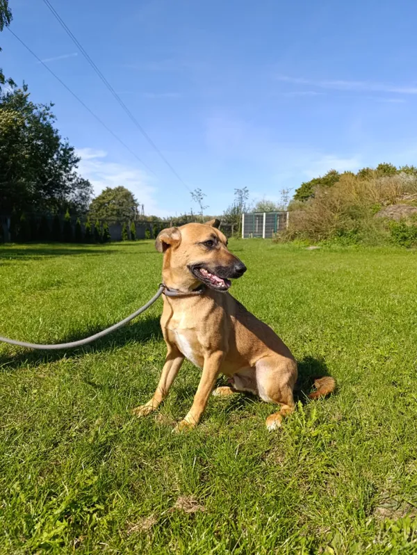 Pies do adopcji, Bełchatów, 19 kwietnia 2023 (4/5)