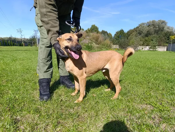 Pies do adopcji, Bełchatów, 19 kwietnia 2023 (5/5)