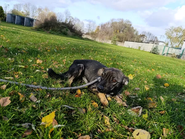 Pies do adopcji, Bełchatów, 27 sierpnia 2025 (2/5)