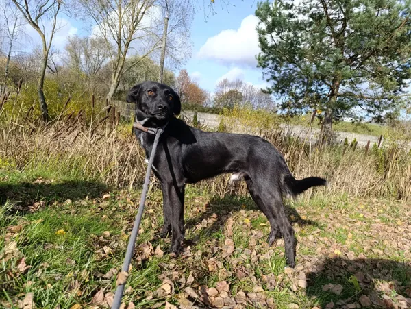 Pies do adopcji, Bełchatów, 4 października 2025 (2/5)