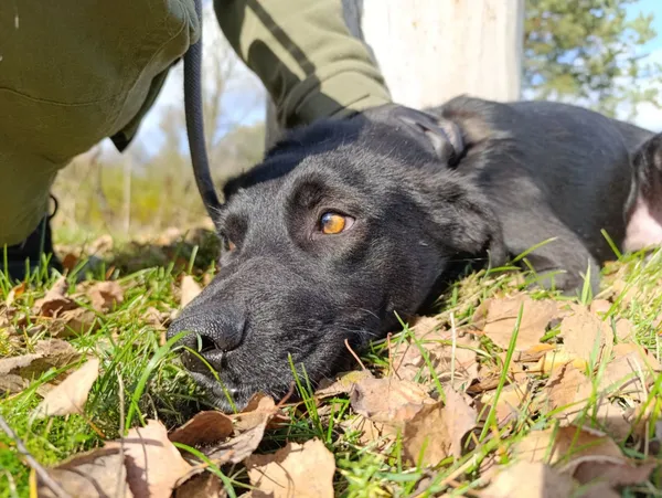 Pies do adopcji, Bełchatów, 4 października 2025 (3/5)