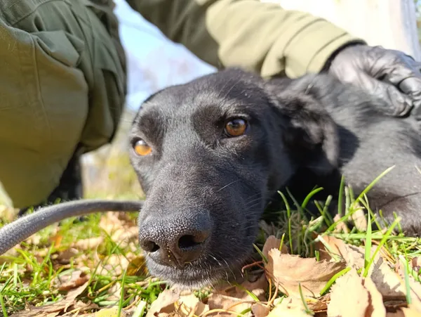 Pies do adopcji, Bełchatów, 4 października 2025 (5/5)