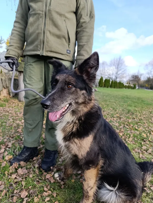 Pies do adopcji, Bełchatów, 24 września 2025 (1/5)