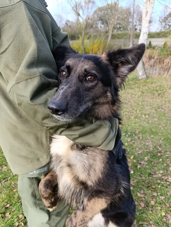 Pies do adopcji, Bełchatów, 24 września 2025 (2/5)