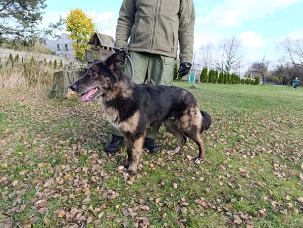 Pies do adopcji, Bełchatów, 24 września 2025 (3/5)