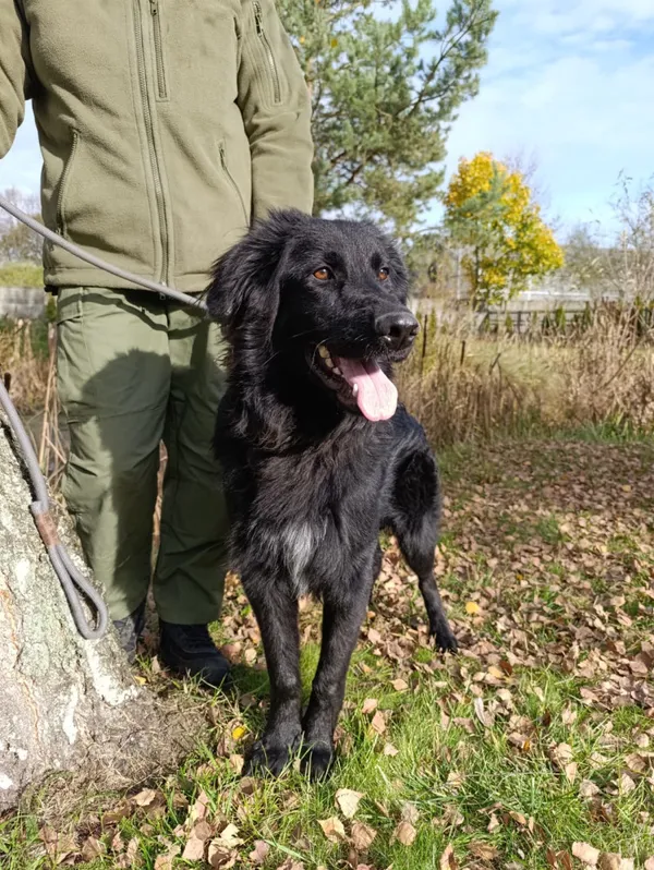 Pies do adopcji, Bełchatów, 7 września 2025 (1/5)