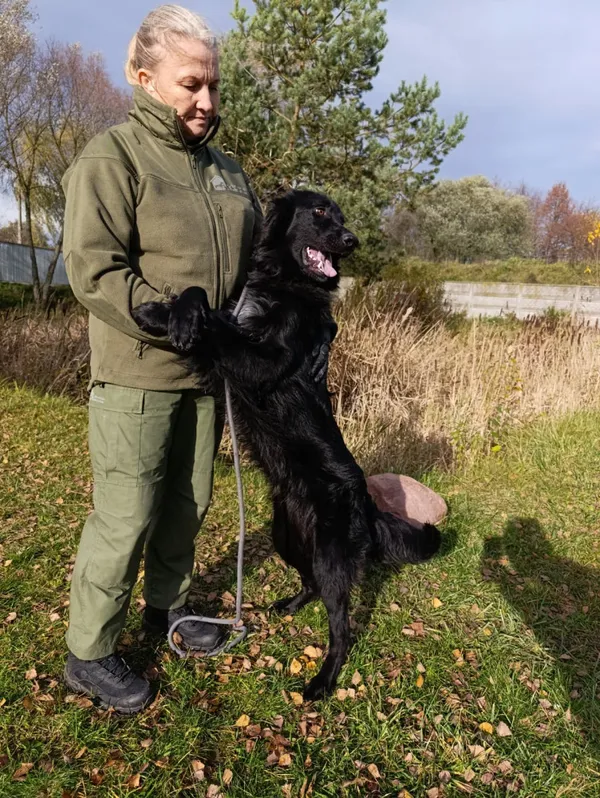 Pies do adopcji, Bełchatów, 7 września 2025 (4/5)