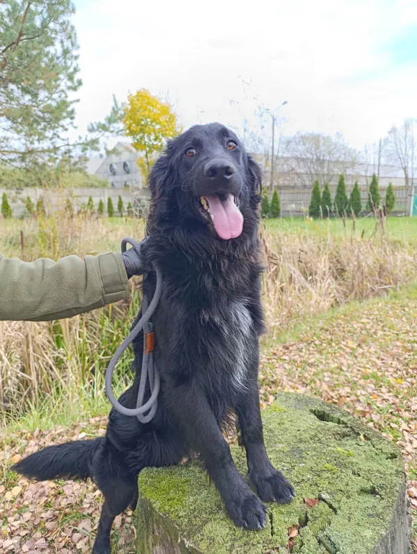 Pies do adopcji, Bełchatów, 7 września 2025 (5/5)