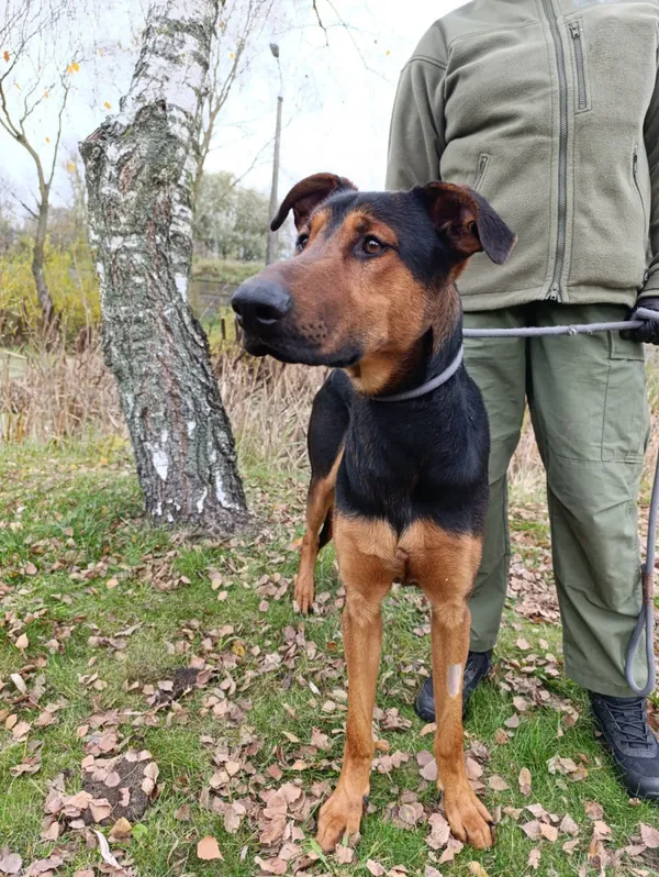 Pies do adopcji, Bełchatów, 6 października 2025 (1/5)