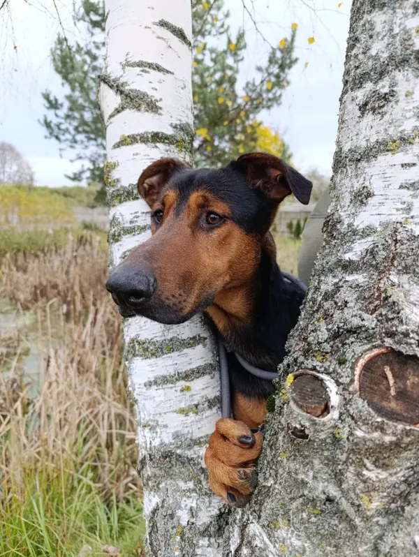 Pies do adopcji, Bełchatów, 6 października 2025 (3/5)