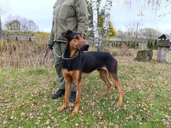 Pies do adopcji, Bełchatów, 6 października 2025 (4/5)