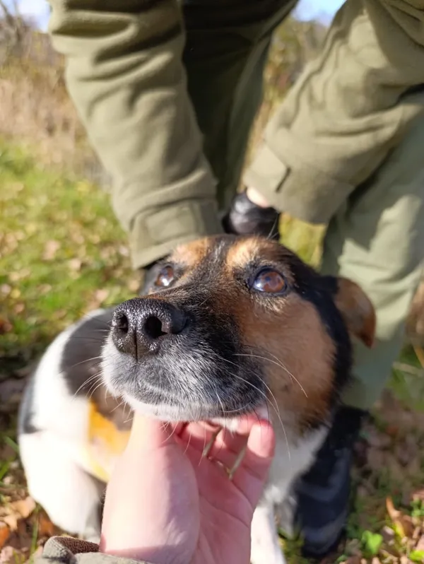 Pies do adopcji, Bełchatów, 4 października 2025 (1/5)