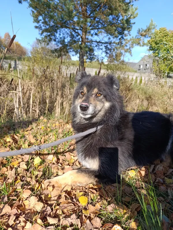 Pies do adopcji, Bełchatów, 26 września 2021 (5/5)