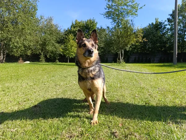 Pies do adopcji, Bełchatów, 19 sierpnia 2022 (1/5)