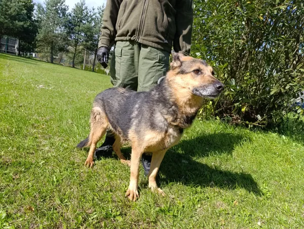 Pies do adopcji, Bełchatów, 19 sierpnia 2022 (4/5)