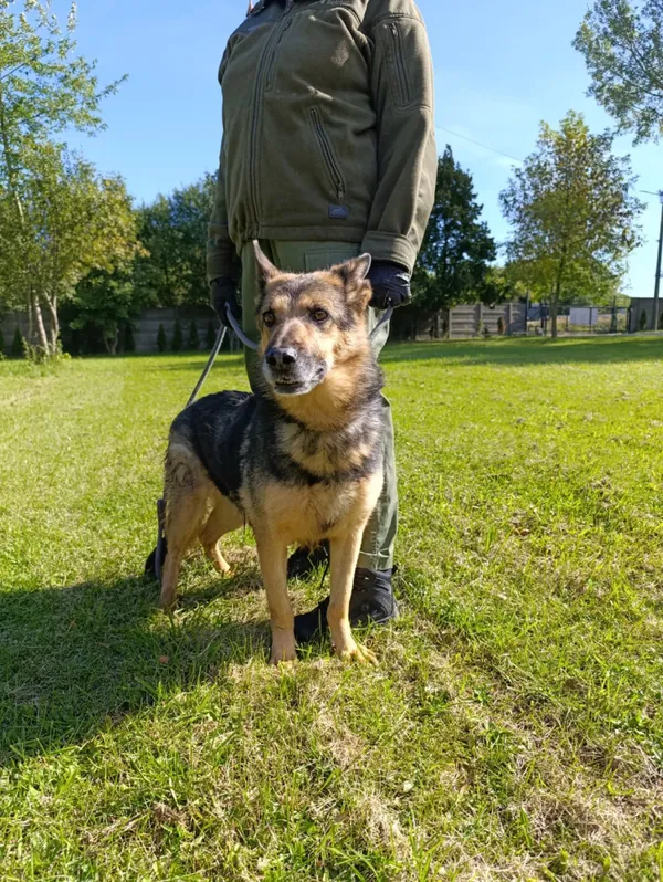 Pies do adopcji, Bełchatów, 19 sierpnia 2022 (5/5)