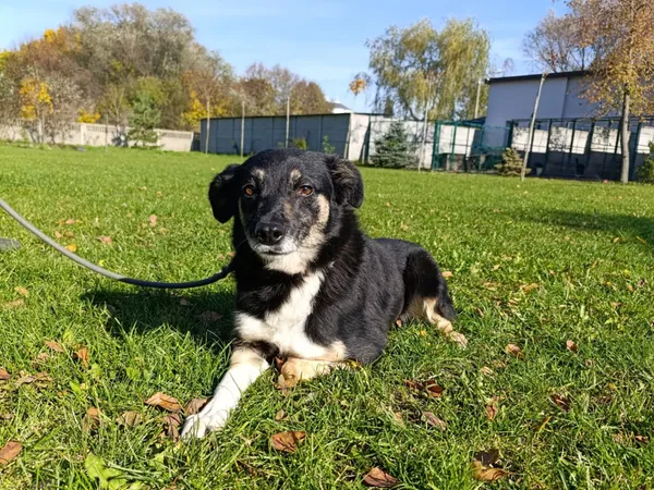 Pies do adopcji, Bełchatów, 22 września 2025 (1/5)