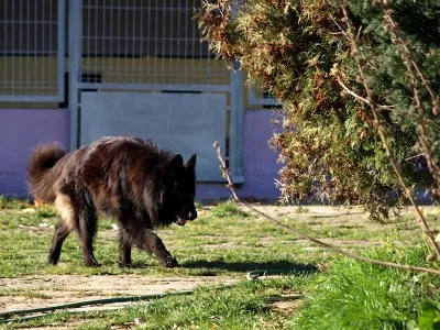 Pies do adopcji, Pabianice, 28 sierpnia 2025 (2/3)