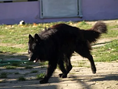 Pies do adopcji, Pabianice, 28 sierpnia 2025 (3/3)