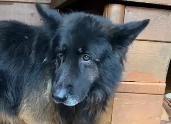 Pies do adopcji, Głowno, 4 listopada 2025 (3/3)