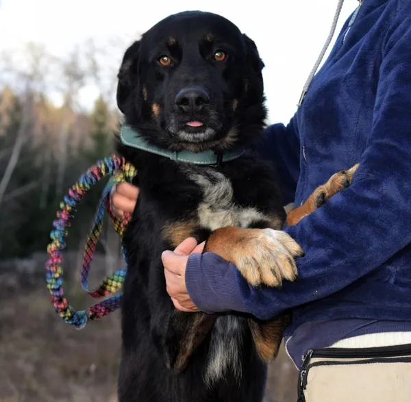 Znaleziono psa, Pieckowo, 4 listopada 2025 (2/5)