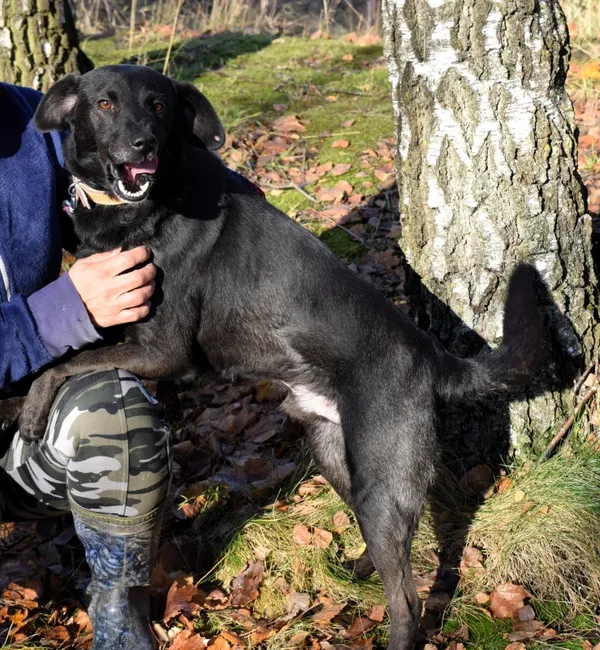 Znaleziono psa, Pieckowo, 4 listopada 2025 (4/5)