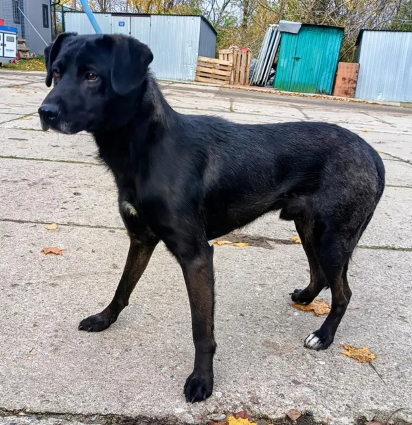 Znaleziono psa, Pieckowo, 4 listopada 2025 (5/5)