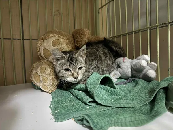 Znaleziono kota, Chojnice, 5 października 2025