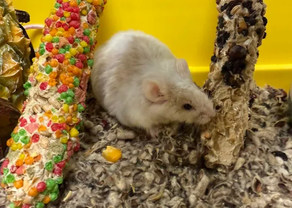 Znaleziono zwierzę, Bydgoszcz, 2 listopada 2025