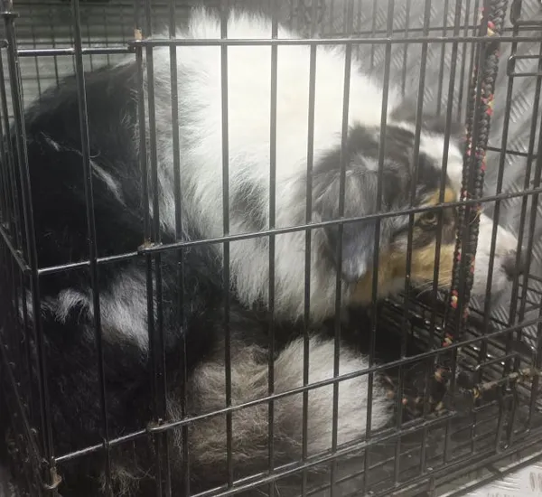 Znaleziono psa, Radom, 1 listopada 2025