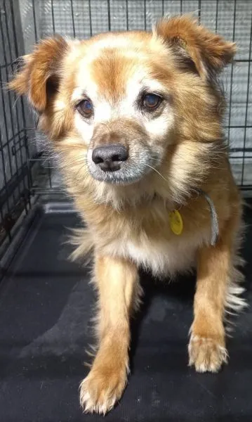 Znaleziono psa, Radom, 31 października 2025