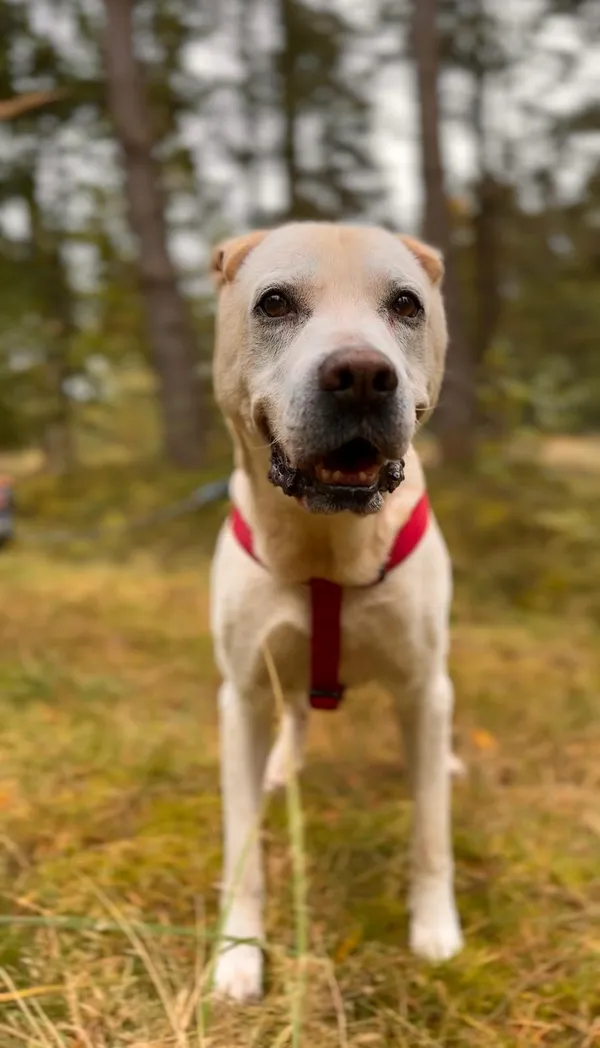 Pies do adopcji, Sosnowice, 5 sierpnia 2025 (2/5)