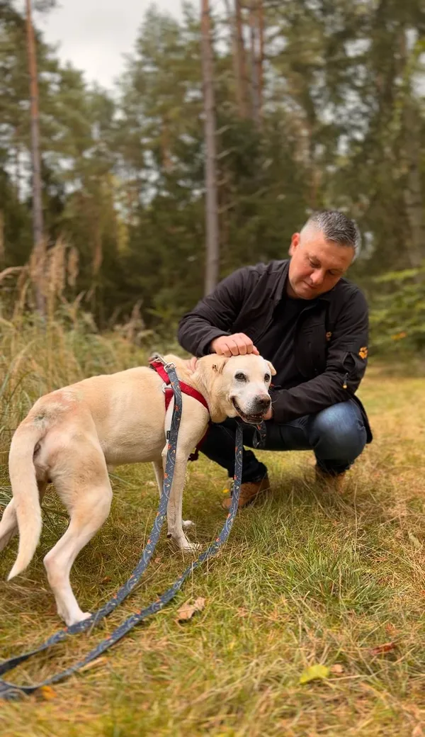 Pies do adopcji, Sosnowice, 5 sierpnia 2025 (4/5)