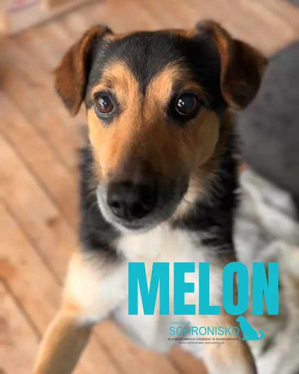 Pies do adopcji, Sosnowice, 3 sierpnia 2025 (1/2)