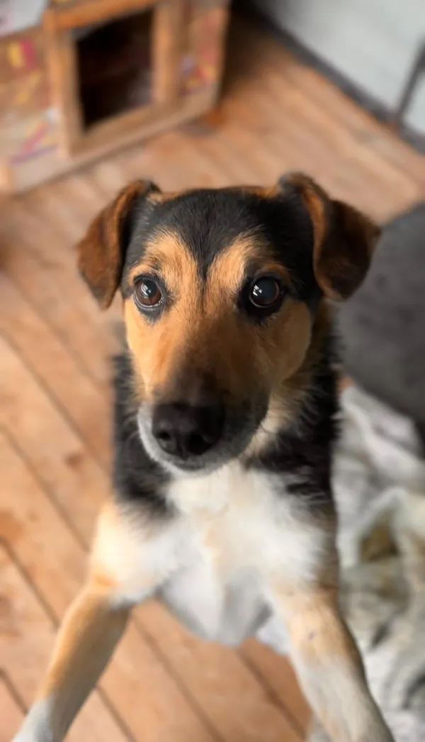 Pies do adopcji, Sosnowice, 3 sierpnia 2025 (2/2)