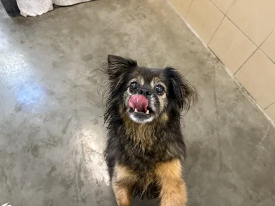 Pies do adopcji, Kraków, 21 października 2025