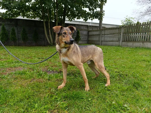 Pies do adopcji, Bełchatów, 25 maja 2023 (2/5)