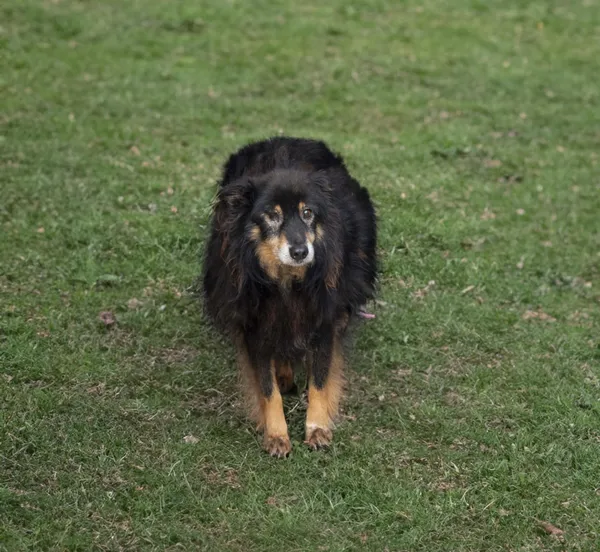 Pies do adopcji, Bełchatów, 26 sierpnia 2022 (2/3)