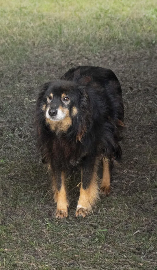 Pies do adopcji, Bełchatów, 26 sierpnia 2022 (3/3)