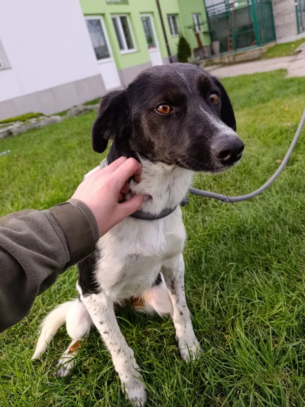 Pies do adopcji, Bełchatów, 30 września 2025 (1/5)