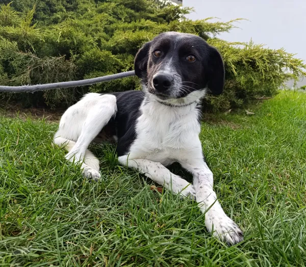 Pies do adopcji, Bełchatów, 30 września 2025 (2/5)