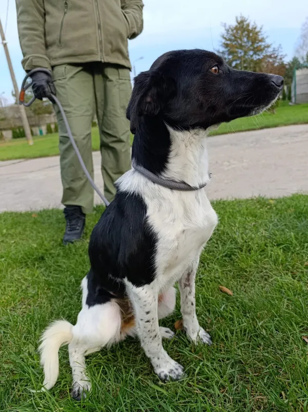 Pies do adopcji, Bełchatów, 30 września 2025 (3/5)