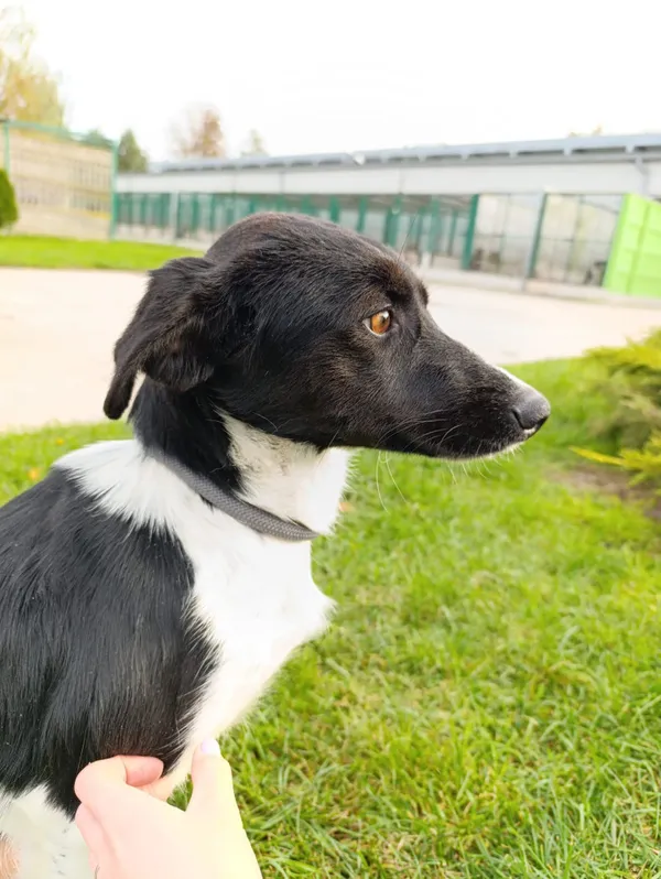 Pies do adopcji, Bełchatów, 30 września 2025 (4/5)