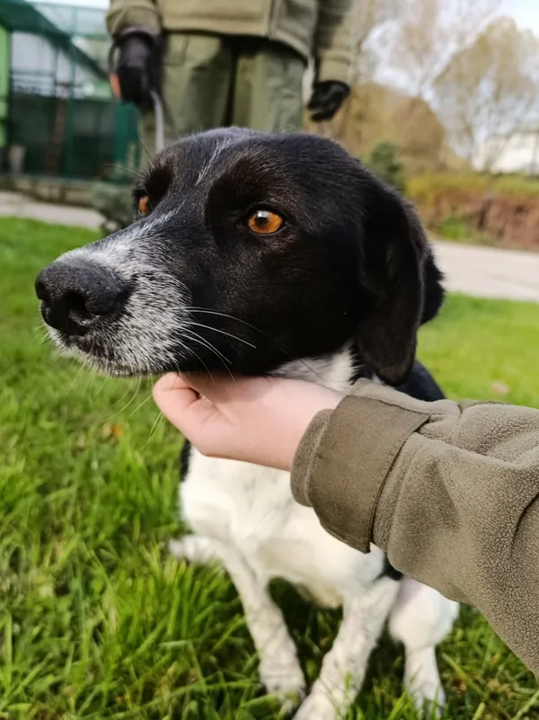 Pies do adopcji, Bełchatów, 30 września 2025 (5/5)